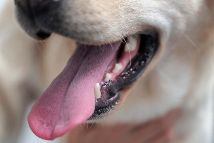 Tierärztliche Gemeinschaftspraxis Dres. Matburger Hund zeigt Zähne